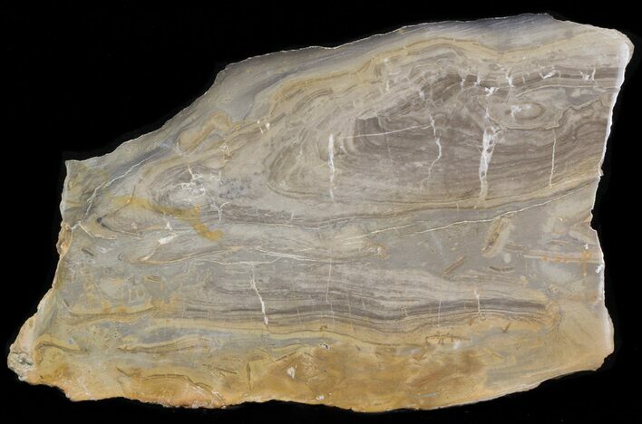 Devonian Stromatolite Slice - Orkney, Scotland #40116